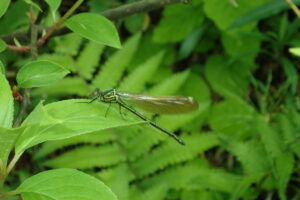 羽化したばかりのニホンカワトンボ