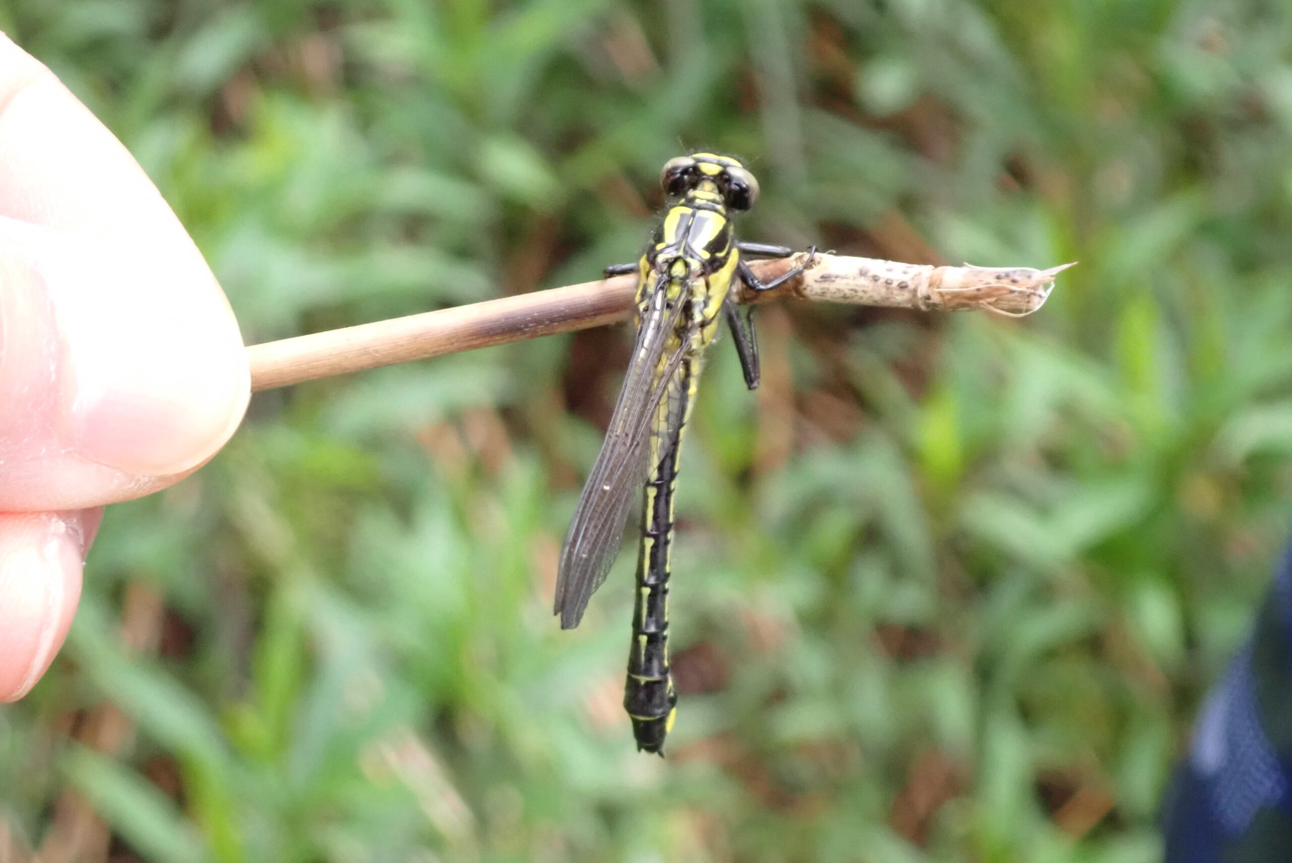 西岡ヤンマ団」が始まりました – 西岡公園