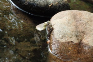 ヤゴから羽化しようとしているトンボ