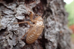エゾハルゼミの抜け殻
