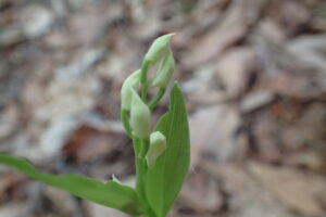 ギンランの白い花