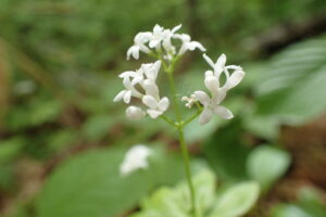 クルマバソウの白い花の集まり