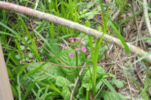 桃色のクリンソウ