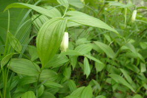 ホウチャクソウの白い花