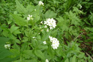 コンロンソウの白い花