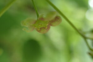 ツリバナの薄桃色の花