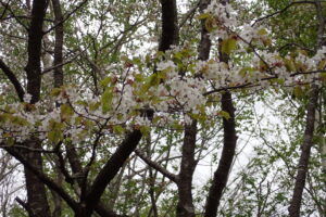 カスミザクラの薄桃色の花