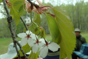 カスミザクラの薄桃色の花