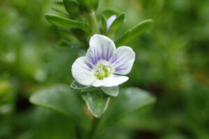 コテングクワガタの薄い青の花