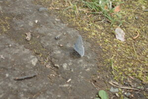 スギタニルリシジミ