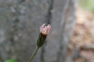 センボンヤリの紫がかった閉じた花