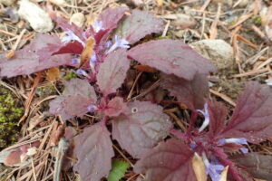 ニシキゴロモの紫の葉と薄青い花