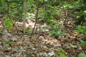 ルイヨウショウマのブラシのような白い花