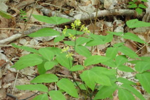 ルイヨウボタン