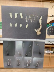 ギンリョウソウの展示