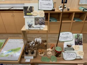 ギンリョウソウの展示
