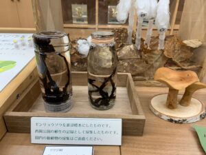 ギンリョウソウの展示