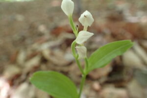 ギンランの白い花