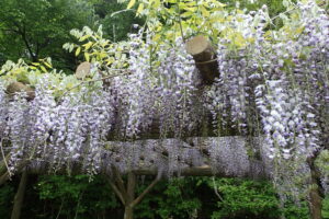 薄紫色の房状の藤の花