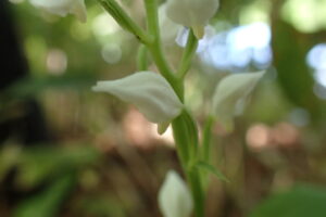ギンランの白い花