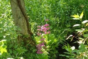 クリンソウの桃色の花