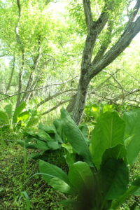ミズバショウの大きな葉