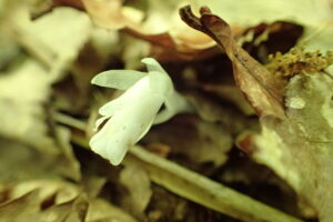 ギンリョウソウの透明感のある白い花