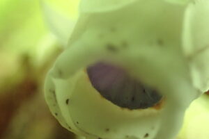 ギンリョウソウの透明感のある白い花