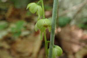 ジンヨウイチヤクソウの下向きの花