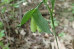 ワニグチソウの大きな苞の付いた花
