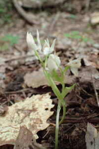 ユウシュンランの白い花