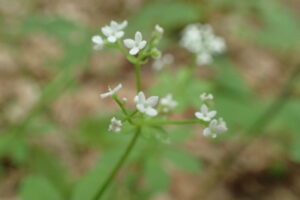 オククルマムグラの白い花