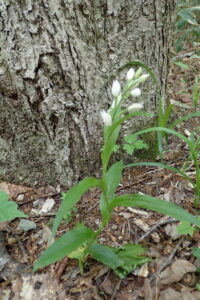 クゲヌマランの白い花