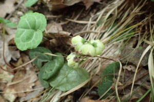 ジンヨウイチヤクソウのうつむいた白い花