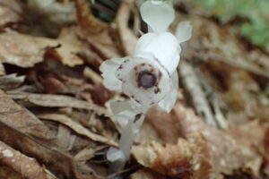 ギンリョウソウの白い花