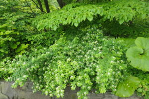 キンギンボクの白い花