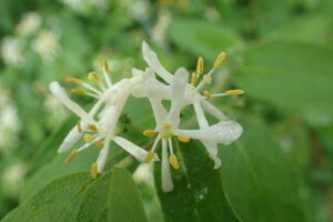 キンギンボクの白い花