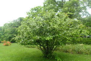 ワタゲカマツカの樹の花