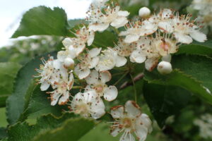 ワタゲカマツカの樹の花