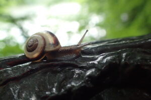 渦巻の模様がきれいなサッポロマイマイ