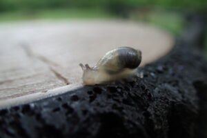 ちいさなカタツムリ、モノアラガイ