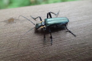 メタリックグリーンのアオジョウカイ