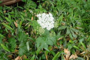 オオハナウドの白い花