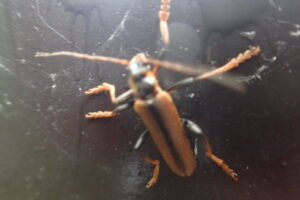 金色がかった褐色のジョウカイボン