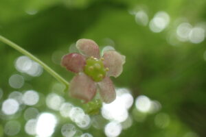 ツリバナの薄桃色の花