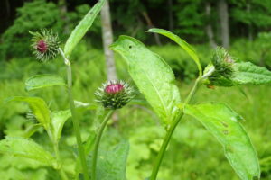 チシマアザミの蕾