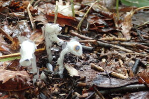 ギンリョウソウ