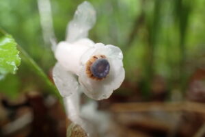 ギンリョウソウの花のアップ