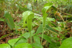 マムシグサのマムシに似た花
