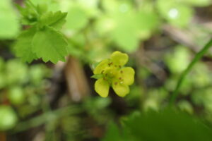 ヒメヘビイチゴの黄色い花